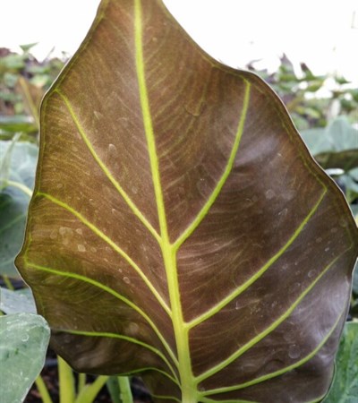 Upright Elephant Ears Regal Shields